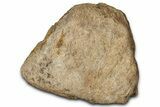 Dinosaur (Triceratops) Frill Shield Section - Montana #347955-1